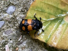Nicrophorus vespilloides