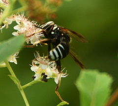 Spilomyia fusca