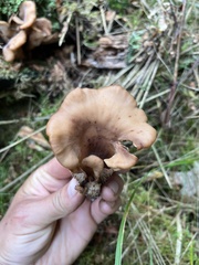 Hohenbuehelia petaloides