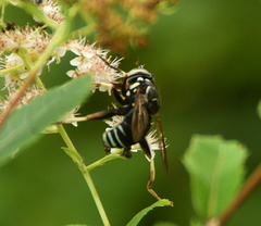 Spilomyia fusca