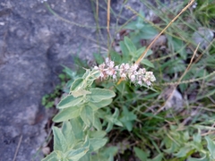 Mentha longifolia