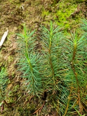 Dawsonia superba