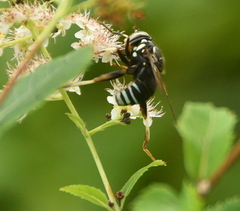 Spilomyia fusca