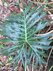 Thaumatophyllum bipinnatifidum