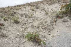 Cephalaria coriacea