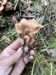 Hohenbuehelia petaloides