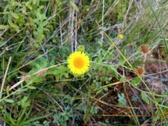 Pulicaria dysenterica