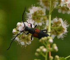 Stictoleptura canadensis