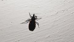 Triatoma