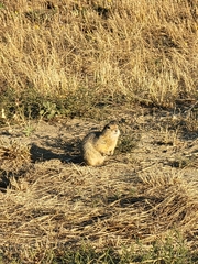 Urocitellus richardsonii