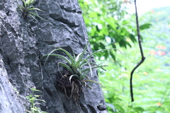 Tillandsia capitata