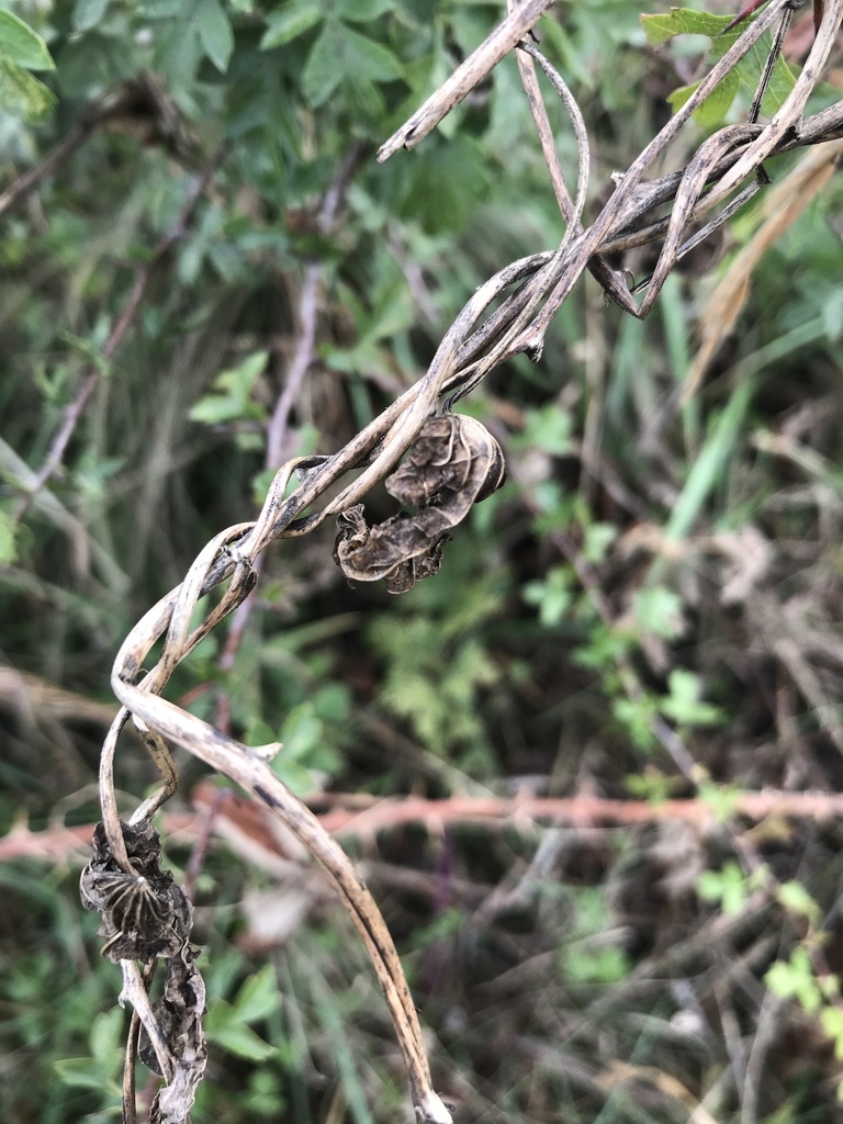 Dioscorea communis, South Downs National Park, Brighton, England, GB, by henrymillerplants