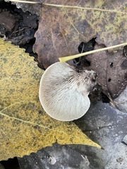 Lentinellus