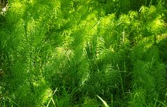 Equisetum pratense