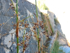 Cladium mariscus