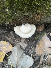 Lentinellus