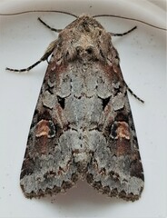 Trichordestra legitima