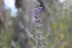 Salvia melissodora