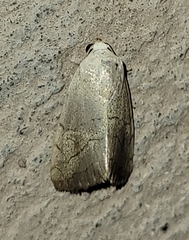 Bagisara buxea