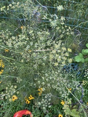 Foeniculum vulgare