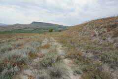 Montagnea arenaria