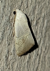 Bagisara buxea
