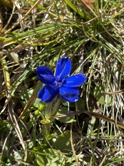 Gentiana bavarica bavarica