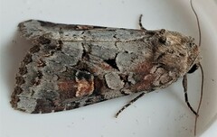 Trichordestra legitima