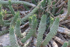 Euphorbia caput-medusae