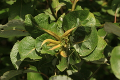 Rabdophaga rosaria