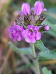 Clinopodium vulgare
