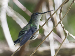 Thalurania furcata