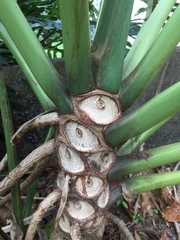 Thaumatophyllum bipinnatifidum