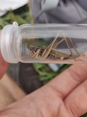 Platycleis albopunctata