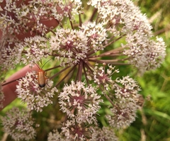 Rhagonycha fulva