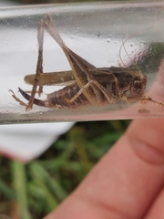 Platycleis albopunctata