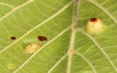 Didymomyia tiliacea