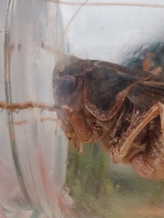 Platycleis albopunctata