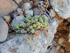 Sedum dasyphyllum
