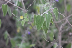 Salvia melissodora
