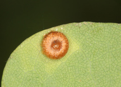 Neuroterus numismalis