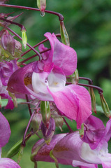 Impatiens glandulifera