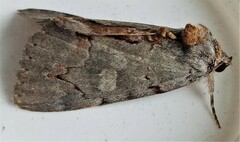 Catocala grynea