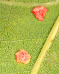 Neuroterus albipes