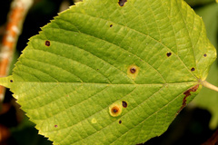 Didymomyia tiliacea