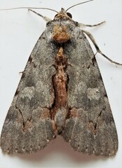 Catocala grynea