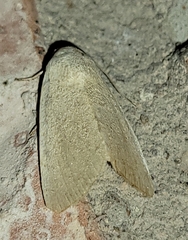 Bagisara buxea