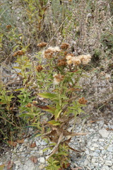 Pentanema germanicum