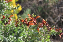 Salvia aurea