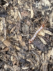 Lithobius forficatus